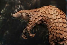 ΠΑΓΚΟΛΙΝΟΣ ΘΗΛΑΣΤΙΚΟ ΤΡΑΦΙΚΙΝΓΚ