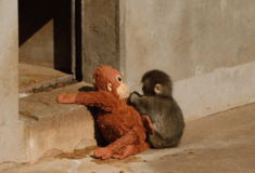 ΠΙΘΗΚΟΣ PUNCH ΖΩΟΛΟΓΙΚΟΣ ΚΗΠΟΣ ΙΑΠΩΝΙΑ