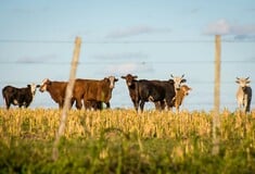 ΑΦΘΩΔΗΣ ΠΥΡΕΤΟΣ ΚΥΠΡΟΣ