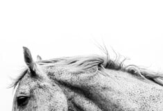 ΑΛΟΓΟ ΧΛΙΜΙΝΤΡΙΣΜΑ ΕΡΕΥΝΑ