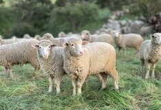 ΚΥΠΡΟΣ ΑΦΘΩΔΗΣ ΠΥΡΕΤΟΣ 