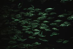 Η άνοδος της θερμοκρασίας των ωκεανών προκαλεί δραματική μείωση της θαλάσσιας ζωής