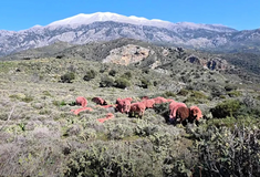 ΠΡΟΒΑΤΑ ΚΟΚΚΙΝΑ 