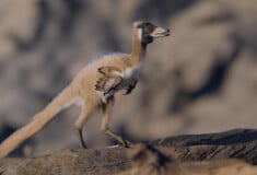 ΔΕΙΝΟΣΑΥΡΟΣ ΑΡΓΕΝΤΙΝΗ