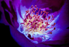 Τροπικά φυτά ανθίζουν μήνες με καθυστέρηση ή πρόωρα λόγω της κλιματικής κρίσης