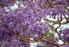 ΛΕΩΦΟΡΟΣ ΒΑΣΙΛΕΩΣ ΚΩΝΣΤΑΝΤΙΝΟΥ ΓΙΑΚΑΡΑΝΤΕΣ