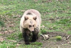 ΝΥΜΦΑΙΟ ΑΡΚΟΥΔΕΣ ΑΡΚΤΟΥΡΟΣ