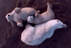 ΠΟΛΙΚΗ ΑΡΚΟΥΔΑ