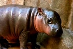 ΠΥΓΜΑΙΟΣ ΙΠΠΟΠΟΤΑΜΟΣ ΑΡΙΖΟΝΑ