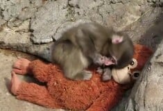 PUNCH ΙΑΠΩΝΙΑ ΜΑΚΑΚΟΣ ΜΑΪΜΟΥ ΛΟΥΤΡΙΝΟ ΠΑΙΧΝΙΔΙ