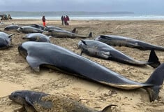 ΔΕΛΦΙΝΙΑ ΜΑΥΡΟΔΕΛΦΙΝΟ ΣΚΩΤΙΑ