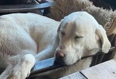 ΣΚΥΛΟΣ ΑΣΠΡΟΥΛΗΣ ΔΙΑΣΩΣΗ ΜΕΤΣΟΒΟ ΟΡΕΙΒΑΤΕΣ