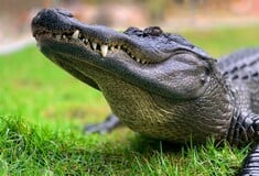 ΚΡΟΚΟΔΕΙΛΟΣ ΔΕΙΝΟΣΑΥΡΟΙ