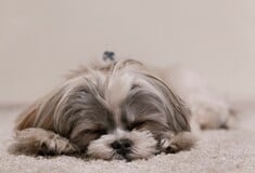 ΕΛΛΗΝΕΣ ΝΤΟΥΜΠΑΙ ΚΑΤΟΙΚΙΔΙΑ ΕΠΑΝΑΠΑΤΡΙΣΜΟΣ