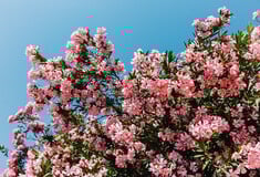 Γιατί θέλουν να ξεριζώσουν τις πικροδάφνες από τα σχολεία;