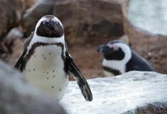 ΑΦΡΙΚΑΝΙΚΟΣ, ΠΙΓΚΟΥΙΝΟΣ