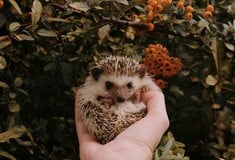 ΣΚΑΝΤΖΟΧΟΙΡΟΙ ΕΡΕΥΝΑ ΑΚΟΗ ΠΑΝΕΠΙΣΤΗΜΙΟ ΟΞΦΟΡΔΗ