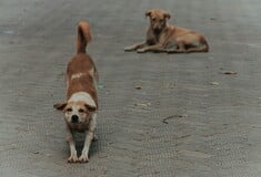 Κατερίνη: Αγέλη σκύλων επιτέθηκε σε τουρίστρια - Εντολή για προκαταρκτική έρευνα