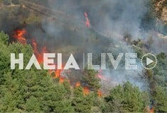 ΦΩΤΙΑ ΗΛΕΙΑ ΕΛΑΙΩΝΑΣ