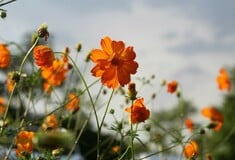 Ο καιρός σήμερα: Ήλιος, με λίγες νεφώσεις και βροχές σήμερα στη χώρα