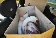 ΚΥΚΝΟΣ ΠΥΡΟΒΟΛΙΣΜΟΣ