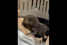 ΜΩΡΟ ΑΛΕΠΟΥ ΑΛΣΟΣ ΠΕΡΙΣΤΕΡΙΟΥ