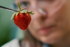 ΜΕΤΑΛΛΑΓΜΕΝΑ ΤΡΟΦΙΜΑ GREENPEACE ΑΝΟΙΧΤΗ ΕΠΙΣΤΟΛΗ