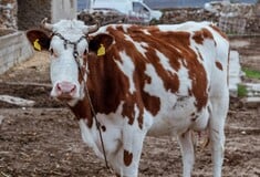 ΑΦΘΩΔΗΣ ΠΥΡΕΤΟΣ ΛΕΣΒΟΣ ΚΡΟΥΣΜΑ ΜΕΤΡΑ