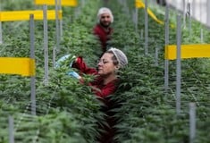 ΦΑΡΜΑΚΕΥΤΙΚΗ ΚΑΝΝΑΒΗ ΕΡΕΥΝΑ ΨΥΧΙΚΕΣ ΔΙΑΤΑΡΑΧΕΣ