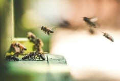 ΜΕΛΙΣΣΑ ΤΣΙΜΠΗΜΑ ΝΕΚΡΟΣ ΝΑΥΠΛΙΟ