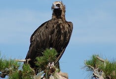 ΘΑΝΑΤΩΣΗ ΜΑΥΡΟΓΥΠΑΣ ΔΑΣΟΣ ΔΑΔΙΑ