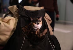 ΕΛΛΗΝΕΣ ΚΑΤΟΙΚΙΔΙΑ ΕΠΑΝΑΠΑΤΡΙΣΜΟΣ ΕΛΛΑΔΑ ΜΕΣΗ ΑΝΑΤΟΛΗ