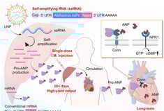ΚΑΡΔΙΑ RNA ΘΕΡΑΠΕΙΑ ΕΜΦΡΑΓΜΑ