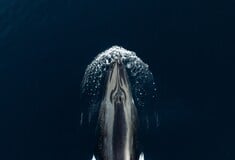 ΦΑΛΑΙΝΑ ΙΧΝΗ DNA