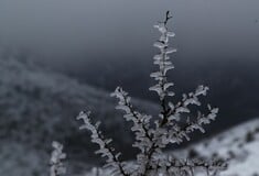 ΚΑΙΡΟΣ ΤΣΑΤΡΑΦΥΛΛΙΑΣ ΚΡΥΟ ΠΑΣΧΑ