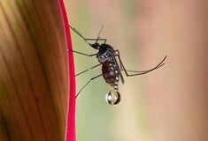 ΚΟΥΝΟΥΠΙΑ ΕΡΕΥΝΑ ΤΣΙΜΠΗΜΑ