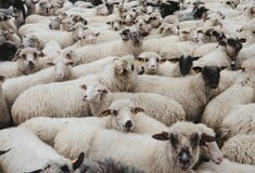 ΛΕΣΒΟΣ ΕΚΤΑΚΤΗ ΑΝΑΓΚΗ ΑΦΘΩΔΗΣ ΠΥΡΕΤΟΣ