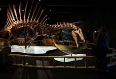 ΣΠΕΙΝΟΣΑΥΡΟΣ ΑΝΑΚΑΛΥΨΗ