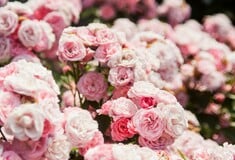 ΤΣΕΛΣΙ ΚΗΠΟΣ ΗΔΟΝΗ