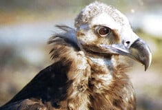 ΜΑΥΡΟΓΥΠΕΣ ΔΗΛΗΤΗΡΙΑΣΜΕΝΟΙ ΔΑΔΙΑ 