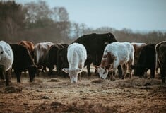 ΛΕΣΒΟΣ ΜΥΤΙΛΗΝΗ ΑΦΘΩΔΗΣ ΠΥΡΕΤΟΣ