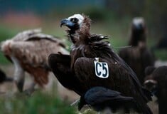 ΔΑΔΙΑ ΔΑΣΟΣ ΕΒΡΟΣ ΜΑΥΡΟΓΥΠΕΣ ΦΟΛΕΣ