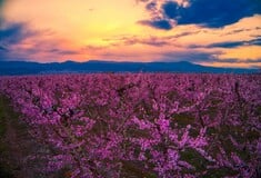 ΒΕΡΟΙΑ ΡΟΔΑΚΙΝΙΕΣ ΗΜΑΘΙΑ