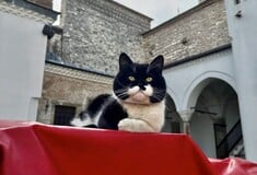 Ο «Γλύκας» του Τοπκαπί, ένας πρίγκιψ των γάτων