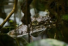 ΙΤΑΛΙΑ ΑΛΙΓΑΤΟΡΕΣ ΑΝΑΚΟΝΤΑ ΑΓΡΙΑ ΖΩΑ