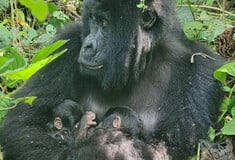 ΚΟΝΓΚΟ ΓΟΡΙΛΕΣ