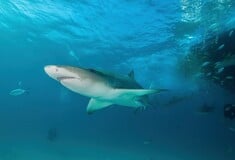 ΚΑΡΧΑΡΙΕΣ ΜΠΑΧΑΜΕΣ ΚΟΚΑΙΝΗ ΚΑΦΕΙΝΗ