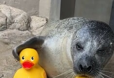 ΦΩΚΙΑ ΒΟΣΤΟΝΗ ΠΛΑΣΤΙΚΑ ΠΑΠΑΚΙΑ