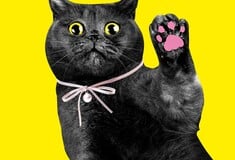 «CATS!»: Η γάτα ως λατρευτικό αντικείμενο και σύμβολο της ποπ κουλτούρας