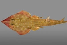 ΚΑΡΧΑΡΙΑΣ ΚΙΘΑΡΑ